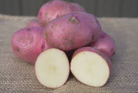 Potato &#39;Red Norland&#39; Bulbs gmo free