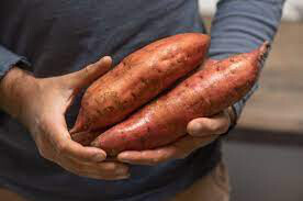Sweet Potato &#39;bayou belle&#39; 1 Bulb gmo free