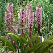 Eucomis &#39;Sparkling Burgundy&#39; Bulbs