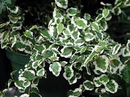 Creeping Fig Vine Hanging Basket 4.5&quot;
