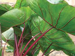 Elephant Ear &#39;Hawaiian Punch&#39; 1 Bulb