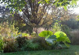 Elephant Ear Large 1 Bulb
