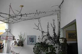 Creeping Fig Vine Hanging Basket 4.5&quot;