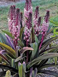 Eucomis Bulbs Mixture