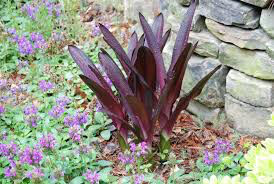 Eucomis &#39;Sparkling Burgundy&#39; Bulbs