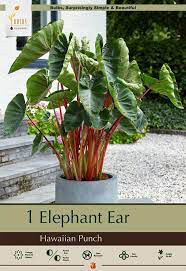 Elephant Ear &#39;Hawaiian Punch&#39; 1 Bulb