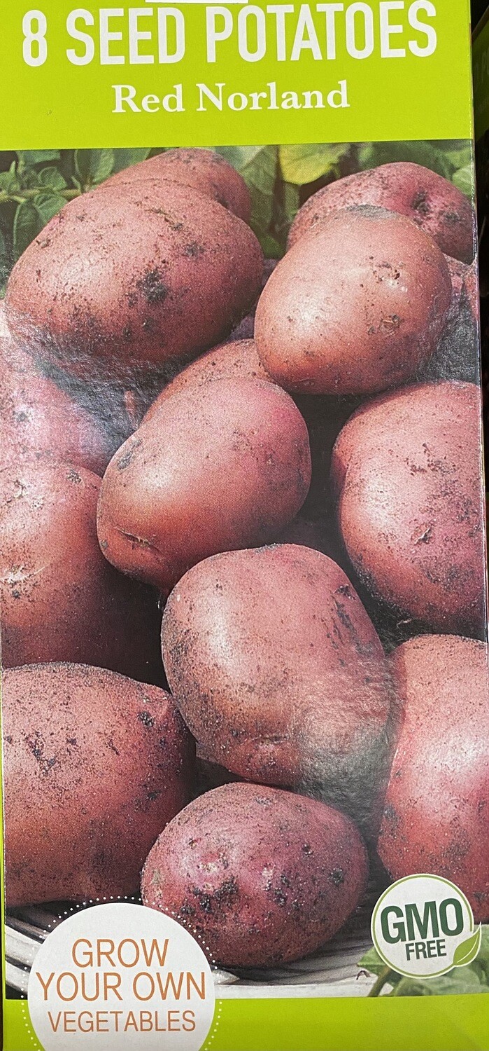 Potato 'Red Norland Seed' Non-GMO