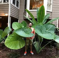 Elephant Ear Large 1 Bulb