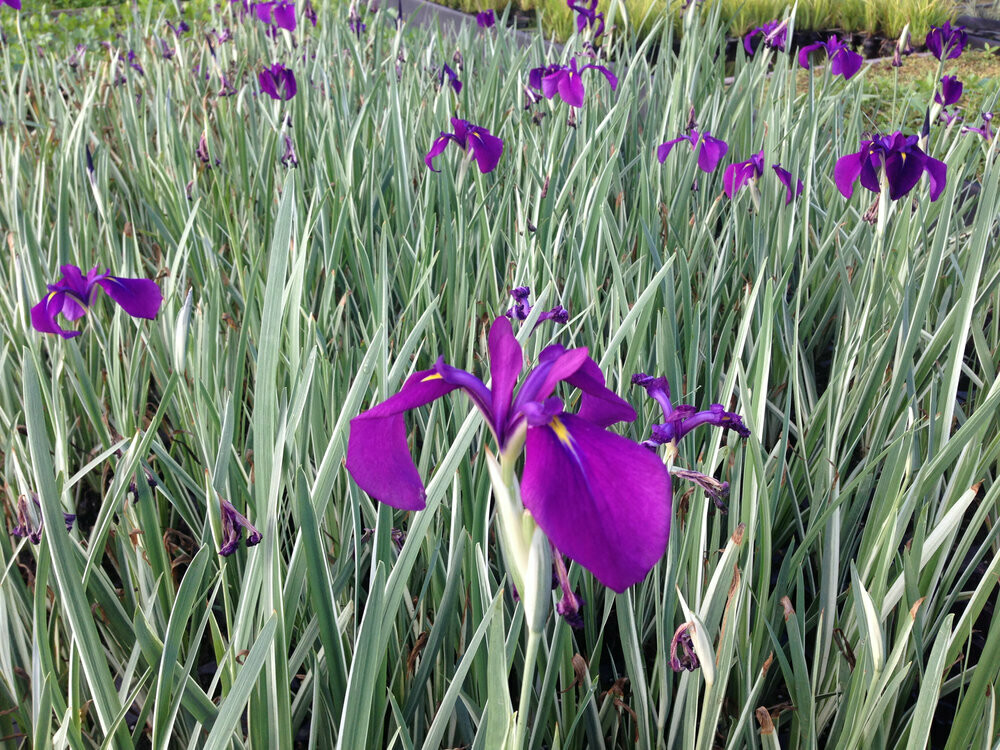 Iris kaempferi variegata