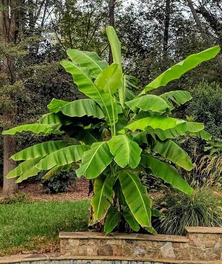 Musa acuminata 'Basjoo' 3.5 in
