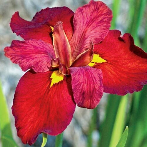 Iris louisiana 'Ann Chowning' 1 gal