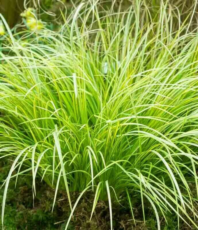 Acorus gramineus &#39;Ogon&#39;
