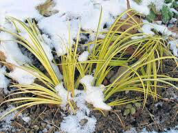 Acorus gramineus &#39;Ogon&#39;