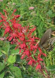 Lobelia cardinalis