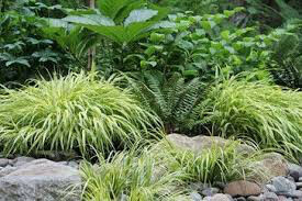 Acorus gramineus &#39;Ogon&#39;