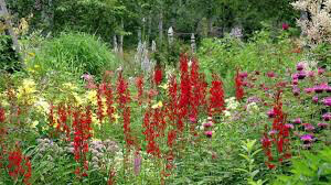Lobelia cardinalis
