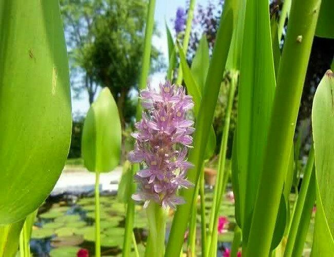 Pontederia cordata &#39;Lavender Pink&#39;