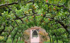 apple Malus &#39;4-in-1 Cold Climate&#39;