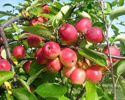 Malus domestica &#39;Cortland&#39;