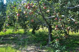 Malus domestica &#39;Macoun&#39;