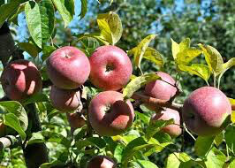 Malus domestica &#39;Macoun&#39;