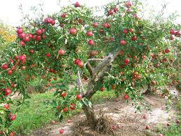 Apple Malus &#39;Pink Lady&#39;