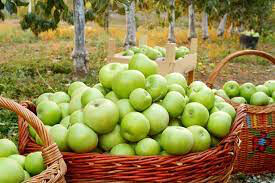 Apple Malus domestica &#39;Granny Smith&#39;