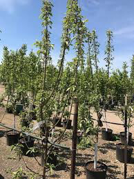 Apple Malus domestica &#39;Granny Smith&#39;