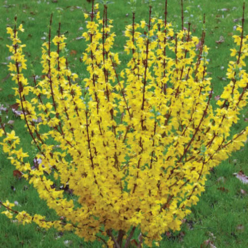 Forsythia Show Off 2 gal.