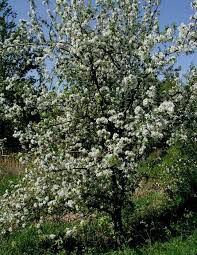 Malus domestica &#39;Macoun&#39;