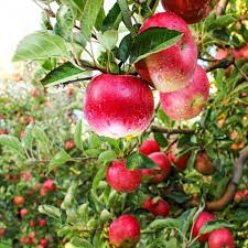 Apple Malus &#39;Pink Lady&#39;