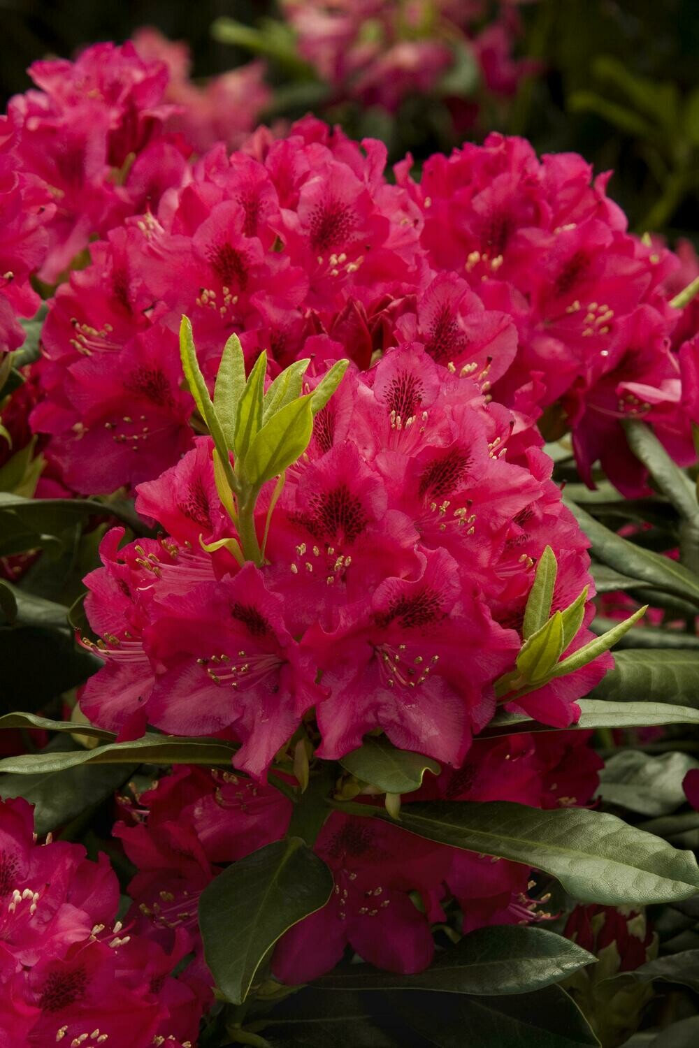 Rhododendron 'Nova Zembla' - 5 Gallon
