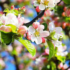 Apple Malus &#39;Pink Lady&#39;