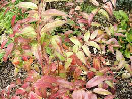 Leucothoe fontanesiana &#39;Rainbow&#39; 3 gal