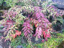 Leucothoe fontanesiana &#39;Rainbow&#39; 3 gal