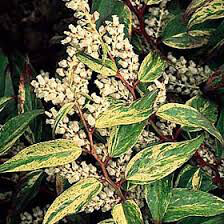 Leucothoe fontanesiana &#39;Rainbow&#39; 3 gal