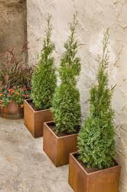 Thuja occidentalis &#39;North Pole&#39; 7 gal