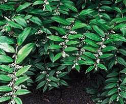Leucothoe Coast 3 gal.