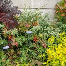 Leucothoe Coast 3 gal.