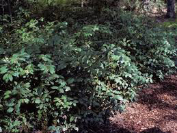 Leucothoe Coast 3 gal.