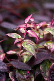 Leucothoe fontanesiana 'Rainbow' 3 gal