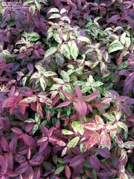 Leucothoe fontanesiana &#39;Rainbow&#39; 3 gal