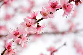 Peach Prunus persica &#39;Elberta&#39;
