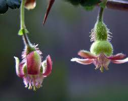 Gooseberry Ribes Hinnomaki Red 3 gal.