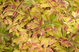 Forsythia Show Off 2 gal.