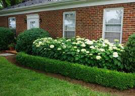 boxwood Buxus x &#39;Green Velvet&#39; 3 gal