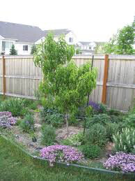 Peach Prunus persica &#39;Elberta&#39;