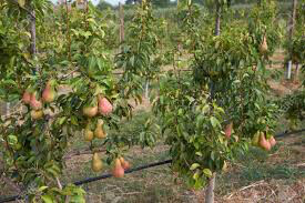 Pyrus communis &#39;Red Bartlett&#39;