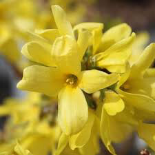 Forsythia Show Off 2 gal.