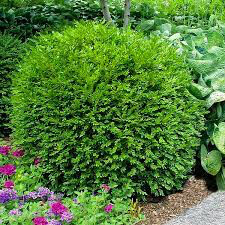 boxwood Buxus Micro. &#39;Winter Gem&#39; 5 gal